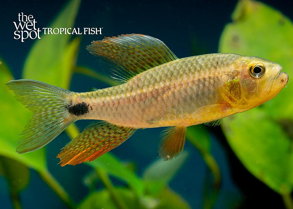 Crenuchus spilorus - Sailfin Tetra