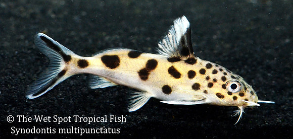 Synodontis multipunctatus - Cuckoo Cat