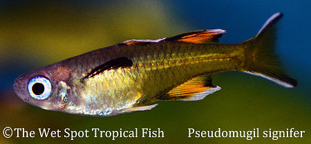 Pacific Blue Eye - Pseudomugil signifer