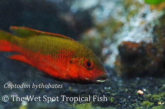 Coptodon bythobates - Bloody Deepwalker