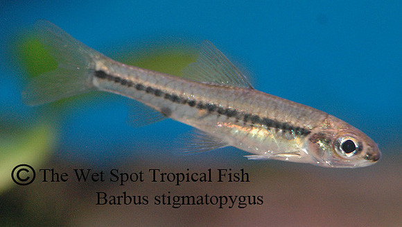 Barbus stigmatopygus - Speckled Barb