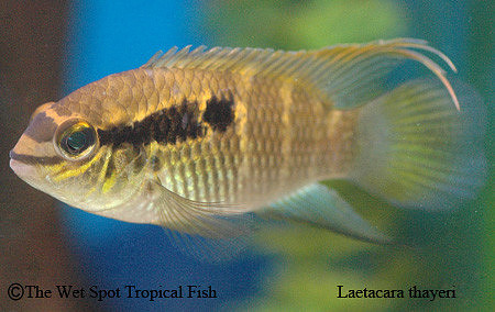 Laetacara thayeri