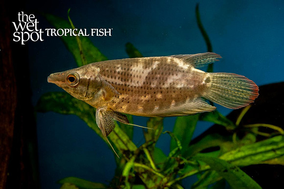 Noble Gourami - Ctenops nobilis