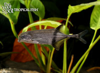 Marcusenius cf. thomasi "Short Nose Whale"