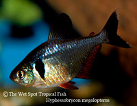 Hyphessobrycon megalopterus - Black Phantom Tetra