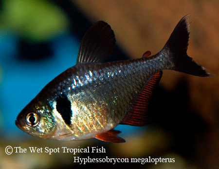 Hyphessobrycon megalopterus - Black Phantom Tetra