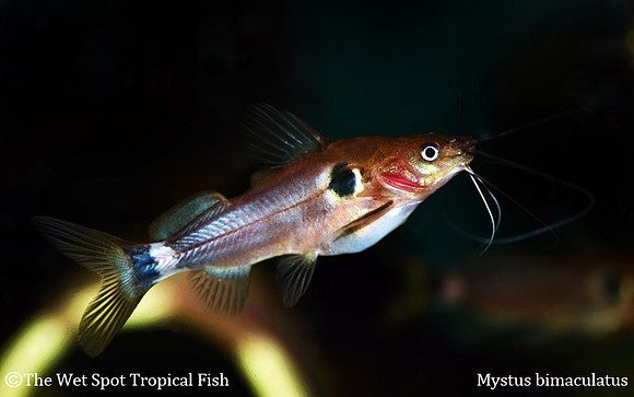 Mystus bimaculatus - Sumatran Two Spot Cat