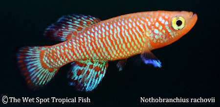 Rachovii Killi - Nothobranchius rachovii