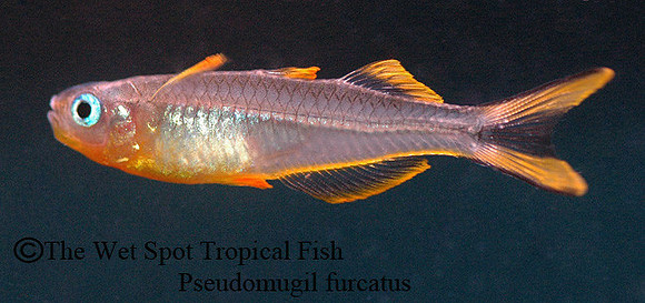 Forktail Blue Eye Rainbowfish - Pseudomugil furcata