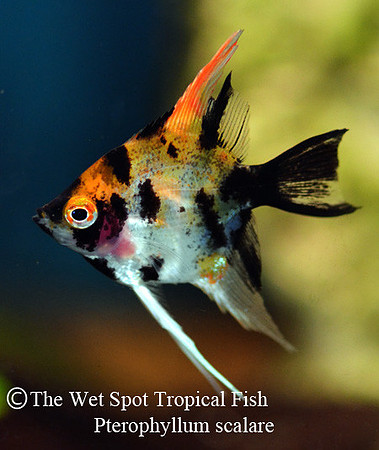 Pterophyllum scalare - Koi Angelfish