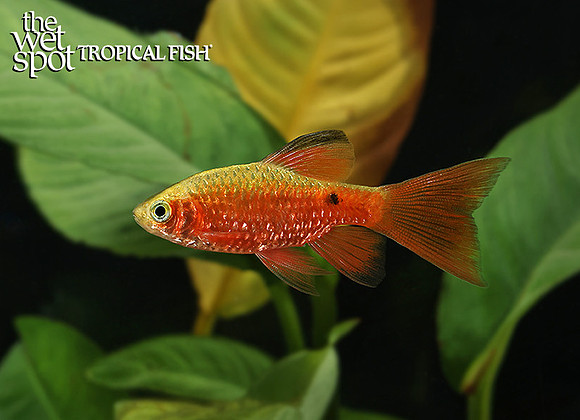 Pethia conchonius "Long Fin Rosy Barb"