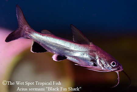 Arius seemani - Black Fin Shark