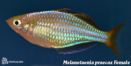 Neon Dwarf Rainbowfish - Melanotaenia praecox female