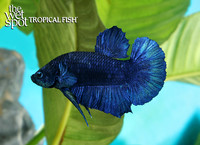 Betta splendens "Steel Blue Plakat Betta"