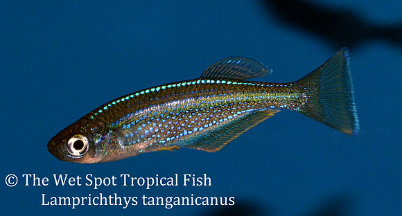 Lake Tanganyika Killi - Lamprichthys tanganicanus