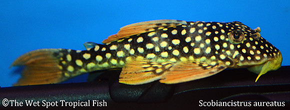 Scobiancistrus aureatus "Goldie Pleco" L014