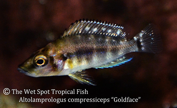 Altolamprologus compressiceps "Gold Face"