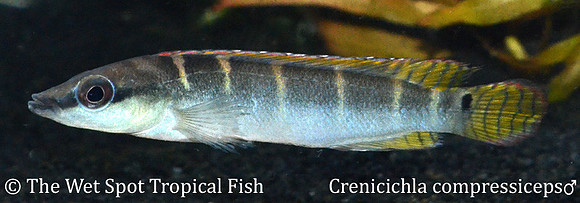 Crenicichla compressiceps ♂
