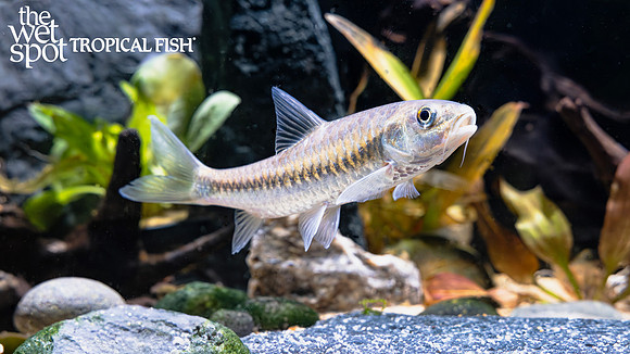 Neolissochilus stracheyi "Blue Tor"