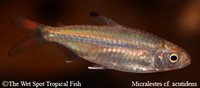 Micralestes cf. acutidens - Sharptooth Tetra