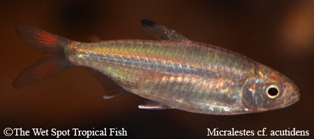 Micralestes cf. acutidens - Sharptooth Tetra