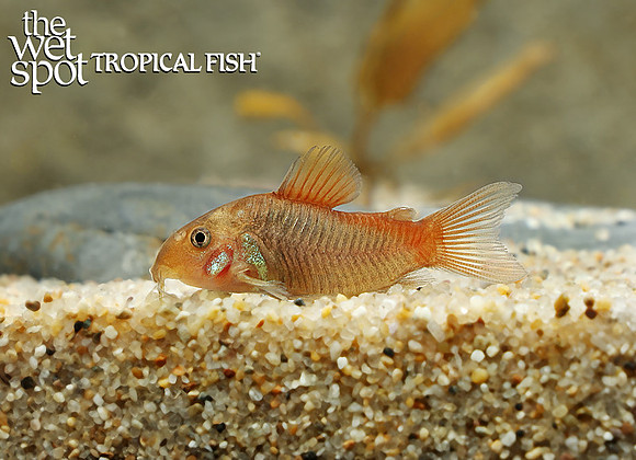 Corydoras hephaestus "Fireball Cory"
