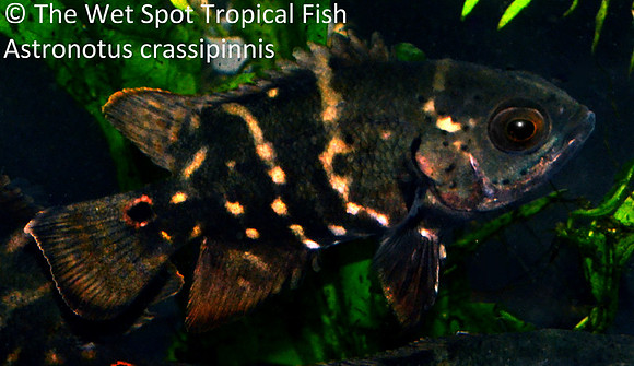 Astronotus crassipinnis - Big Eye Oscar