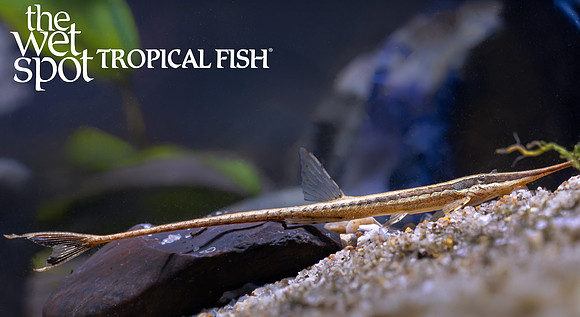 Farlowella vittata "Twig Cat"  "Colombia"