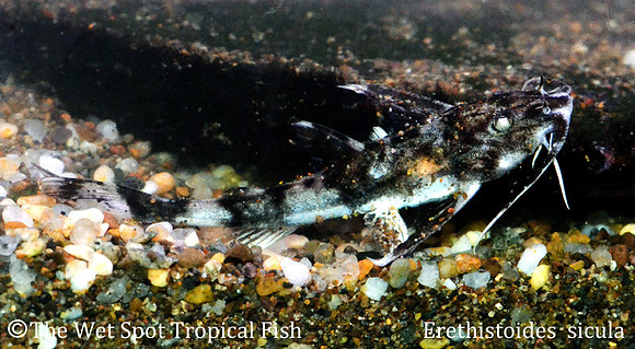 Erethistoides sicula - Cheetah Cat