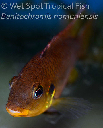 Benitochromis riomuniensis