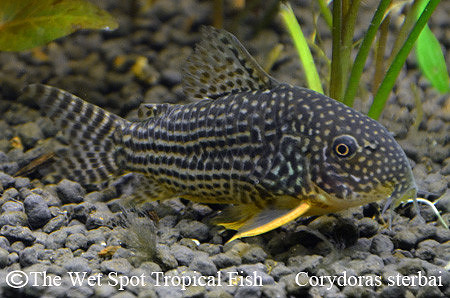 Corydoras sterbai - Sterba's Cory