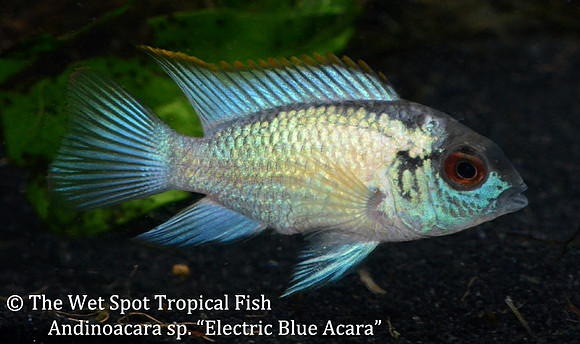 Andinoacara sp. - Electric Blue Acara