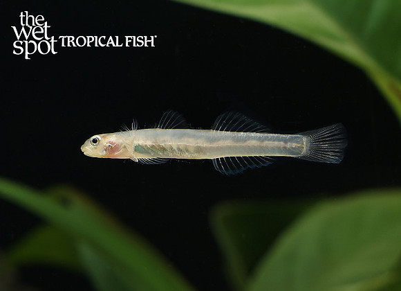 Sicyopus sp. "Glass Goby"