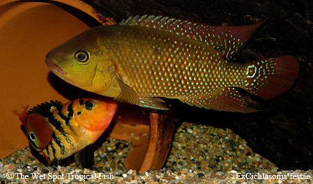 exCichlasoma festae - Red Terror