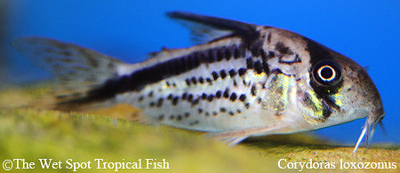Corydoras loxozonous C083 - Belted Cory