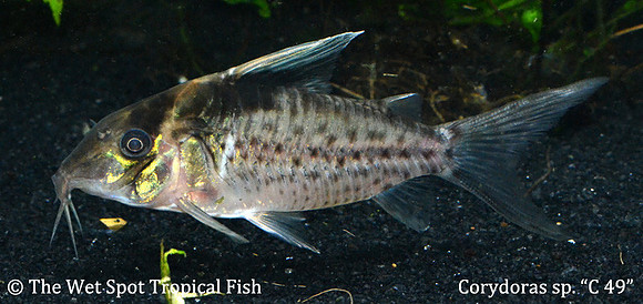Corydoras sp. C049
