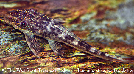 Lasiancistrus tentaculatus "Head Spot Delta Tail Pleco" L092