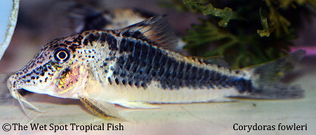 Corydoras fowleri - Fowler's Cory/Huanta Cory