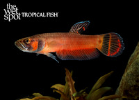 Betta macrostoma Brunei Beauty Betta