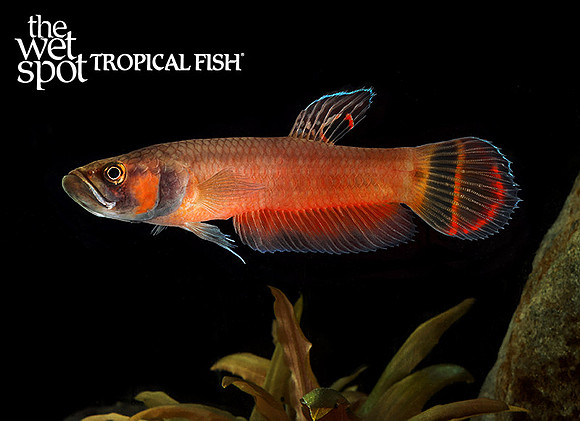 Betta macrostoma Brunei Beauty Betta