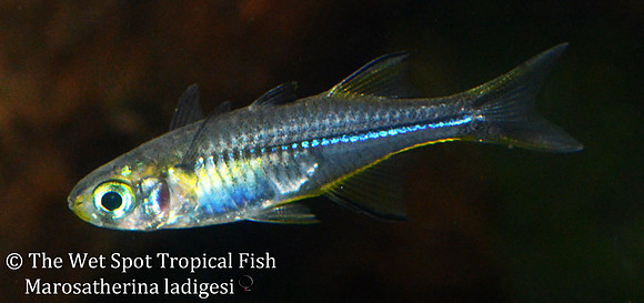 Celebes Rainbowfish - Marosatherina ladigesi (Wild ♀)