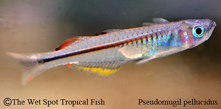 Pellucidus Rainbowfish - Pseudomugil pellucida