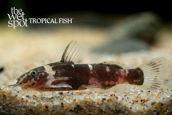 Microsynodontis sp. Bumble bee