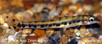 Nannocharax sp.