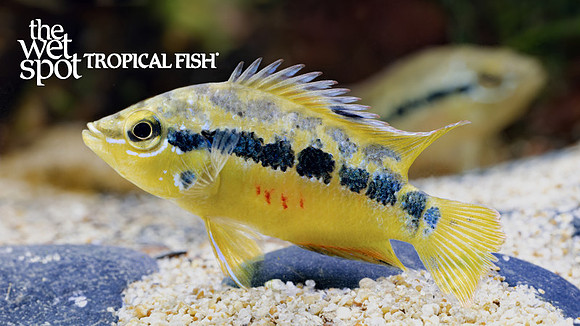 Trichromis salvini "Yellow Belly Cichlid"