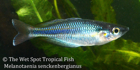 Aru Rainbowfish - Melanotaenia sp. "Aru IV"  "senckenbergianus"