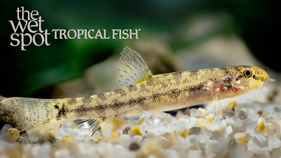 Lepidocephalichthys furcatus "Hog Loach"