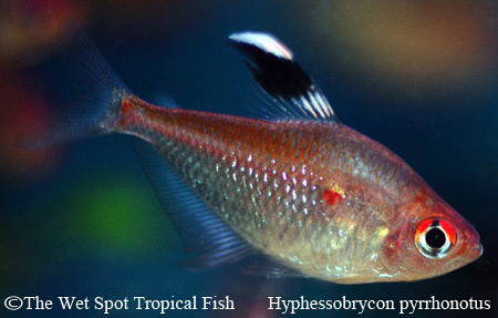 Hyphessobrycon pyrrhonotus - Flame Back Bleeding Heart Tetra
