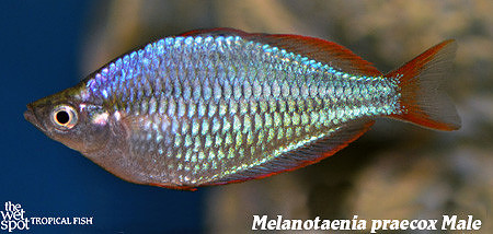 Neon Dwarf Rainbowfish -Melanotaenia praecox male