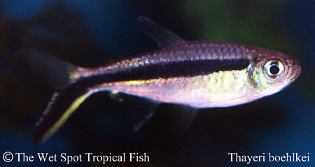 Thayeria boehlkei - Penguin Tetra
